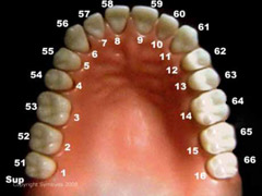 Tooth numbers upper